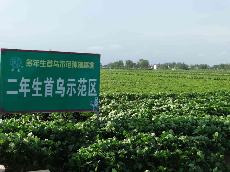 在众多功能性食品中，哪些品牌能够脱颖而出，成为市场上的佼佼者呢？今天，让我们一起走进功能性食品的排行榜，看看前十名究竟有哪些产品。