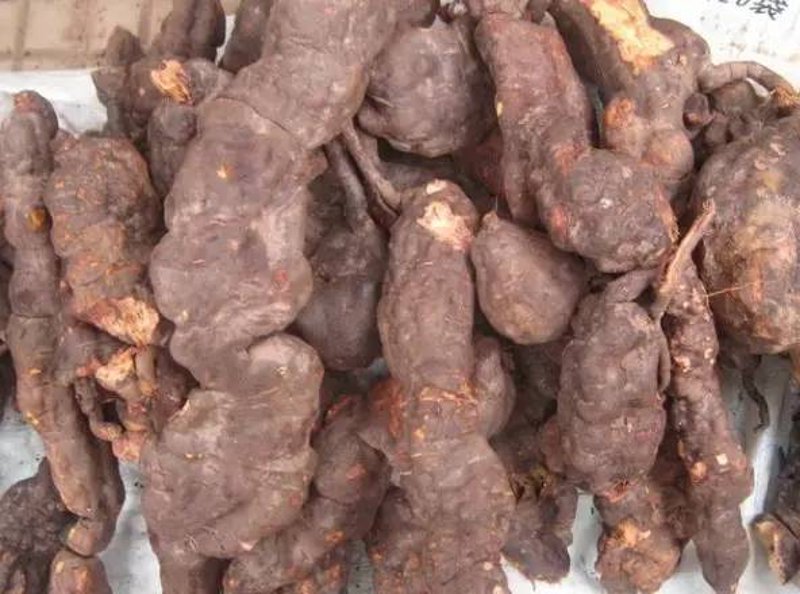 首乌加工：传统技艺与现代应用的完美融合